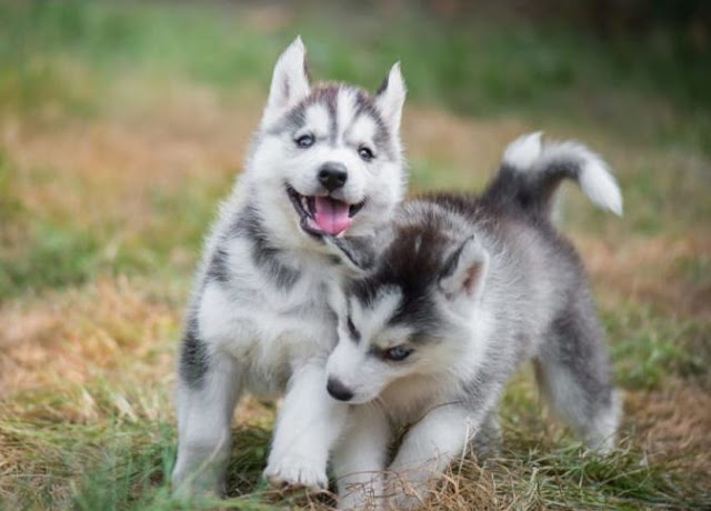 Jenis Anjing Siberian Husky