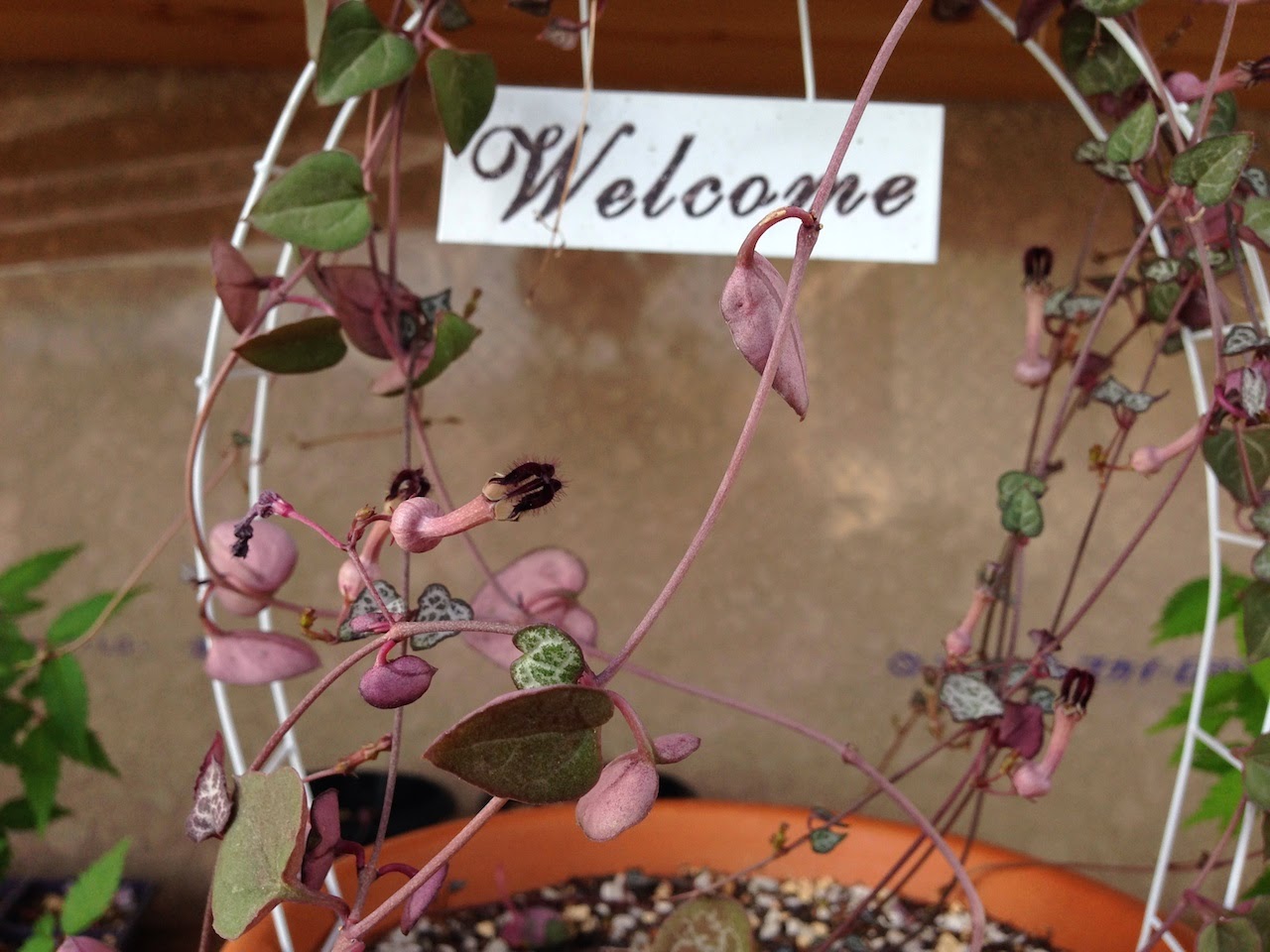 M S Garden Plants ハートカズラの花