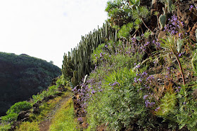 Een bloemrijke barranco de la luz in het noorden van La Palma (januari 2015)
