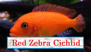 Red Zebra Cichlid