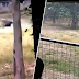 (Video) Penceroboh zoo maut digigit singa