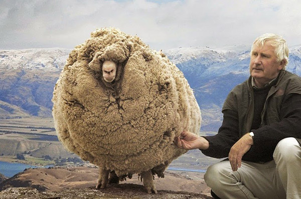 Clever Sheep Avoided Shearing For Six Years By Hiding In A Cave