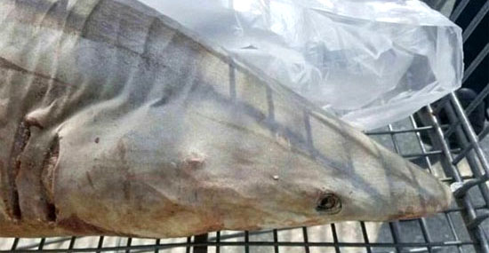 Tubarão é encontrado em estacionamento de supermercado - Capa