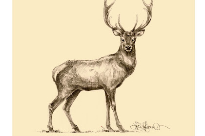 how to draw a deer Drawing a deer in 10 steps