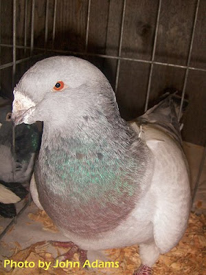 American Giant Homer Pigeon Pictures ENCYCLOPEDIA OF 