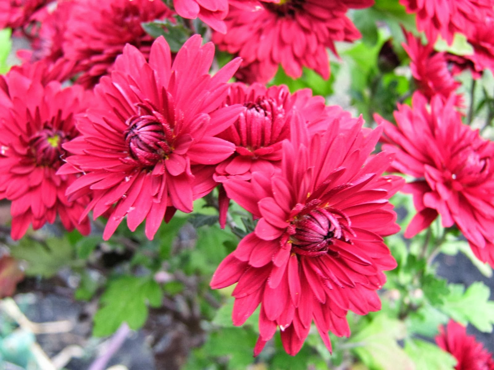 Steinbeck Chrysanthemums Symbolism Chrysanthemum Meaning Japanese 