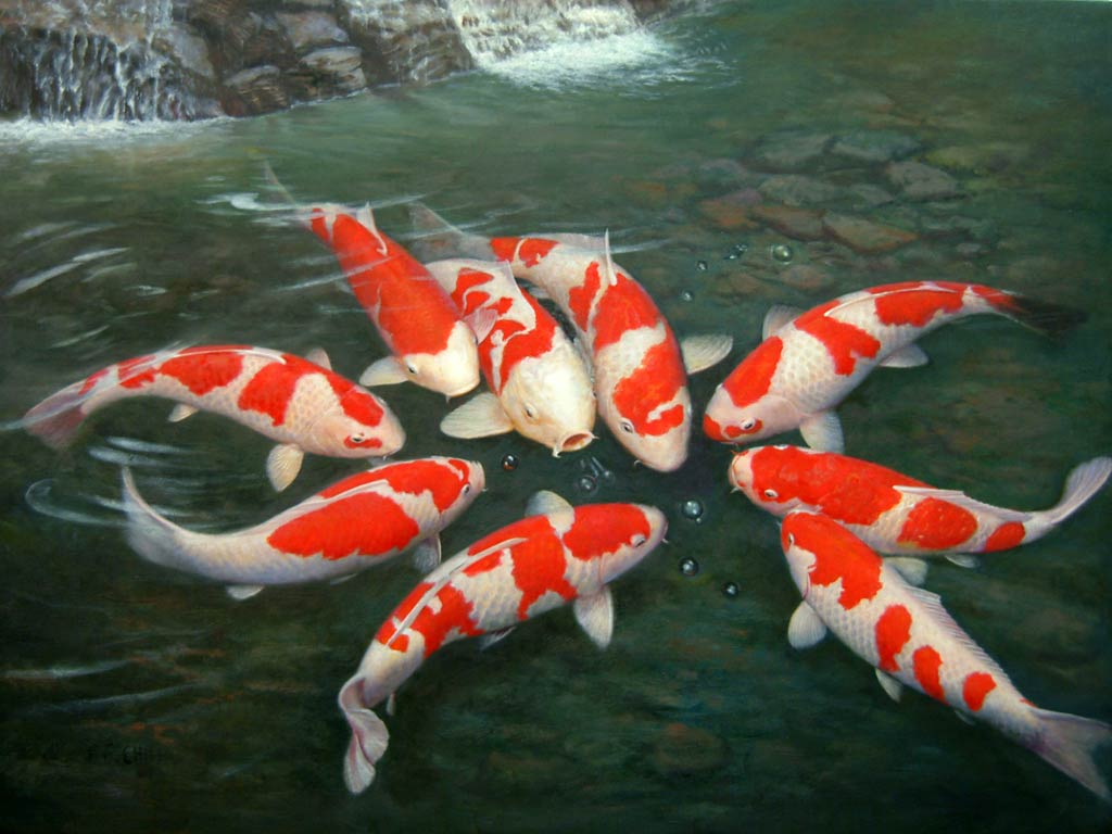 Koi fish