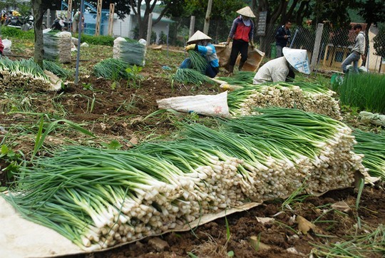 Hạt giống Hành Lá Xanh