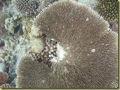 Coral Plate