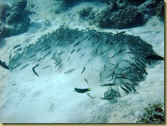 Fish Behaviour 2