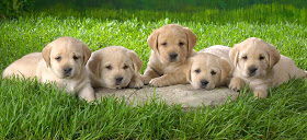 Labrador Retriever Puppies
