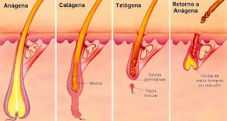 Resultado de imagem para anatomia do pelo