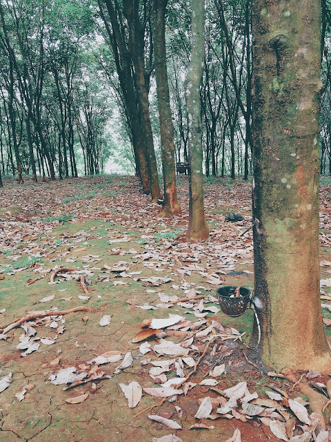 Hutan Karet Cibogo, Subang - Jawa Barat