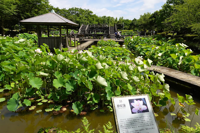 鳥取県米子市淀江町福岡　伯耆古代の丘公園　古代ハスの園