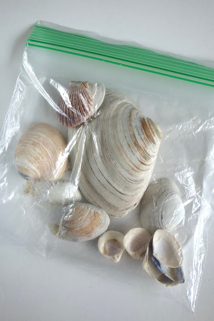 shells, beach souvenirs,Spring Lake, New Jersey, Jersey shore, beach, Atlantic Ocean, waves, sand, vacation, blah to TADA