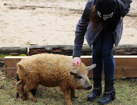 Wildpark Schorfheide Schweine