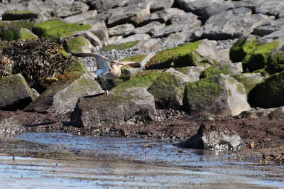 Wetterwylp - Regenwulp - Numenius phaeopus