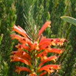 View album