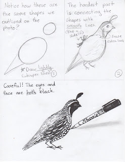 Creator's Joy: How to Draw Quail