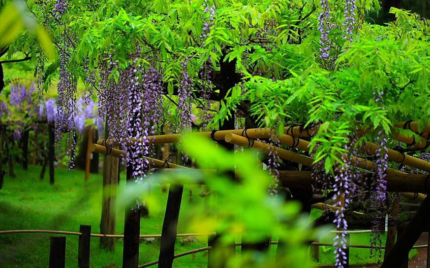 Zputra: Beautiful Nature "Wisteria" Indahnya