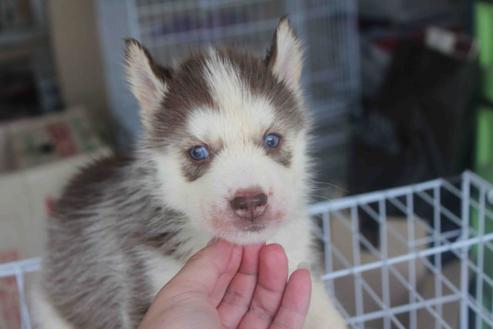 Dark Red Siberian Husky