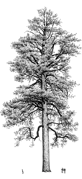 dates tree drawings. Drawing by Robert Van Pelt