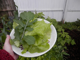My homegrown harvest, September 2017. By UK garden blogger secondhandsusie.blogspot.com #gardenharvest #homegrownharvest #organicgarden #permaculturegarden #suburbanpermaculture