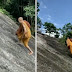 Monk Climbs A Steep Hill Without Any Harness, Viral Video Reminds Netizens Of ‘Last Airbender’