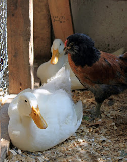 ducks and chickens in chicken run