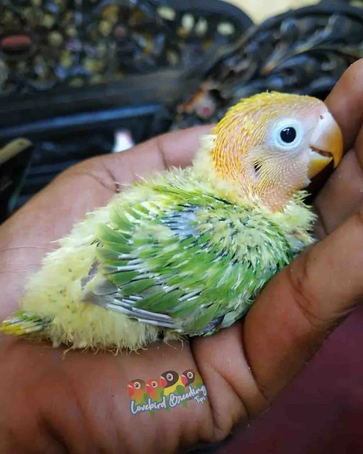 yellow face pastel green Lovebirds Mutations