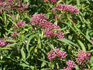 Asclépiade incarnate - Asclépiade des marais - Asclepias incarnata