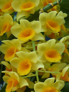 Dendrobium thyrsiflorum