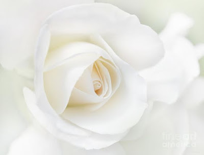 WHITE ROSE IMAGES FREE DOWNLOAD  02