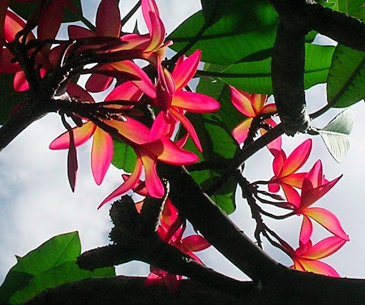 Flores rojas en un arbol, Caracas, Venezuela