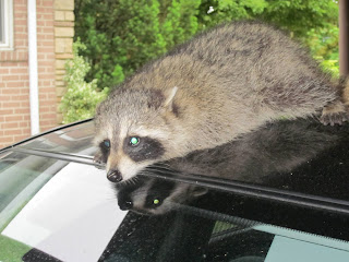 Raccoon