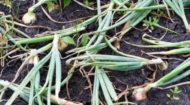 Diseases caused by onions in the kitchen garden and measures to prevent them
