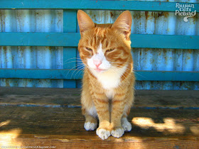 Orange-Eyed Red Mackerel Tabby with White Happy Cat