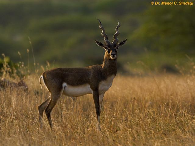 Beautiful,cute black,brown black bucks stand on beautiful long grass ground,wallpapers,pictures,images 