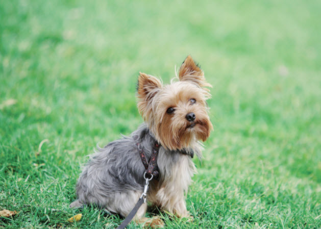 "A charming Yorkshire Terrier dog with a beautiful silky coat, standing alert and curious on a green lawn, with its small size and cute expression."
