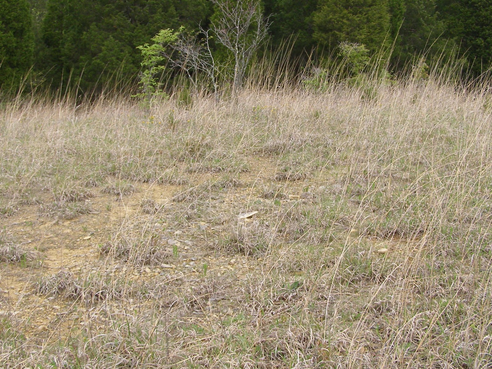  the nest position from a distance incubation period for killdeer eggs