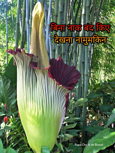 एमार्फोफैलस टिटैनियम (Amorphophallus titanum) || दुनिया का सबसे अनोखा फूल ||