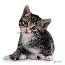 Cat Image Download - Cat Image Download 2023 - biraler pic - NeotericIT.com - Image no 15