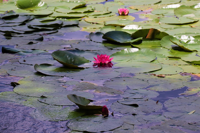 Lotus in the Pond @Walkersons Hotel #Dullstroom #SA #PhotoYatra #TheLifesWayCaptures