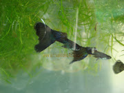 Moscow black guppies. Email ThisBlogThis!Share to TwitterShare to 