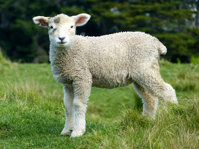 sheep white lambs goats