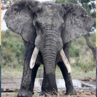 Interesting facts about the Elephant