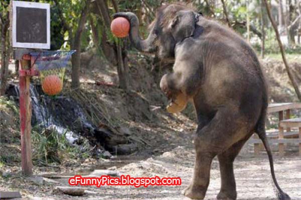 Elephant Hunting in Basket