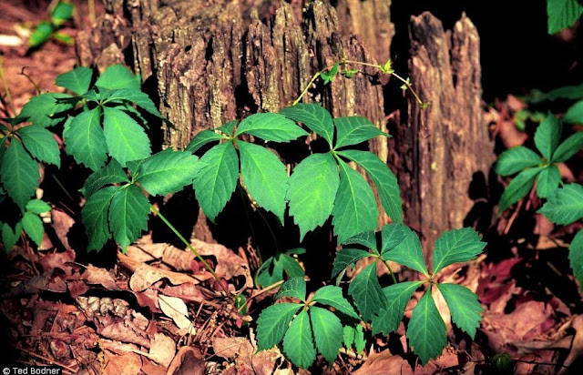 Девичий виноград пятилисточковый (Parthenocissus quinquefolia)