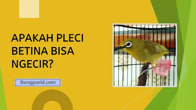 APAKAH PLECI BETINA BISA NGECIR?