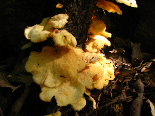 Fungus in Puriscal